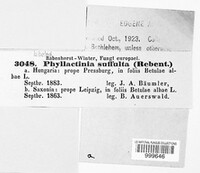 Phyllactinia guttata image